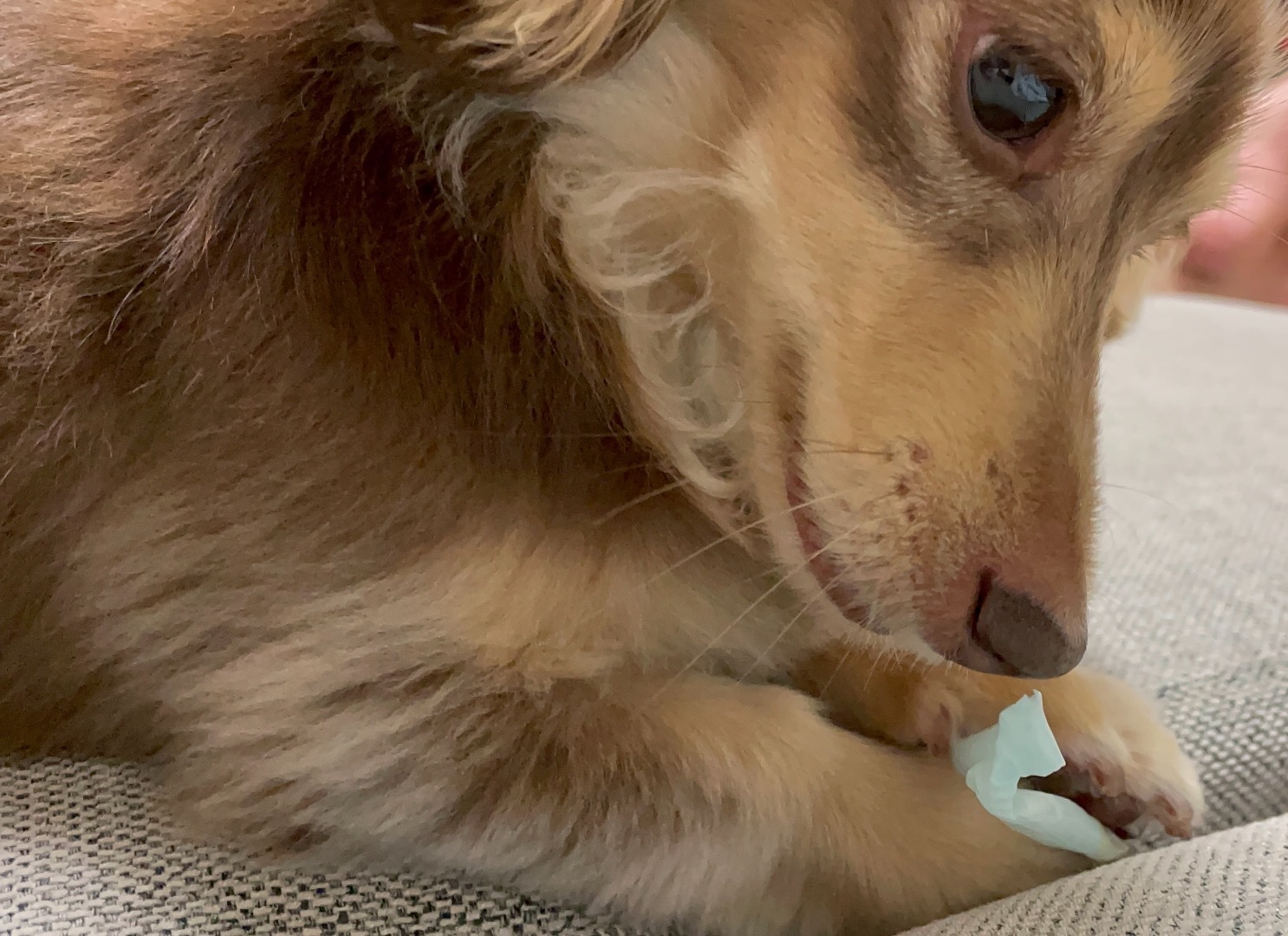 ストローを噛む犬 れんの日常